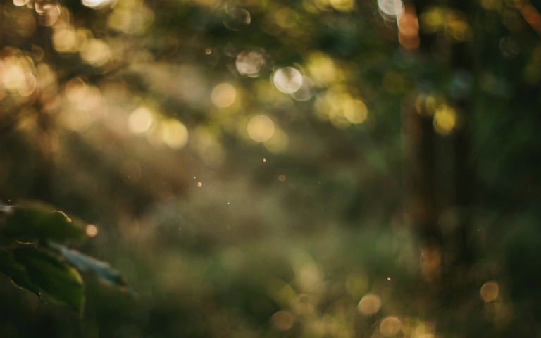 Soft golden light through trees, warm and peaceful background